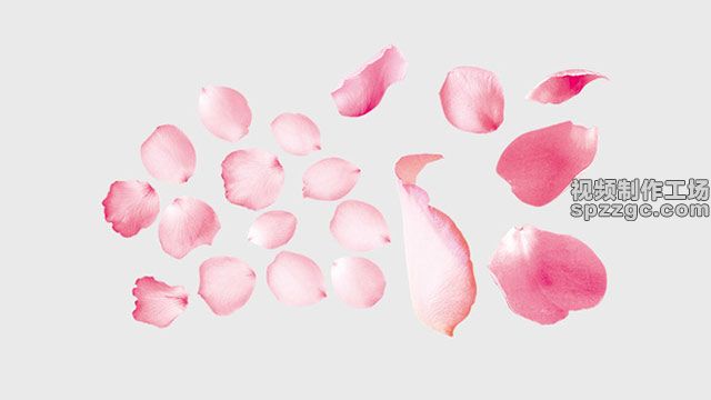玫瑰粉色花瓣浪漫时尚创意装饰元素-1