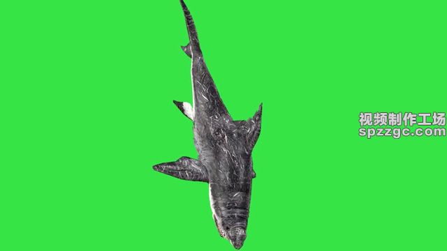 鲨鱼游行张嘴攻击绿屏素材绿幕素材-2