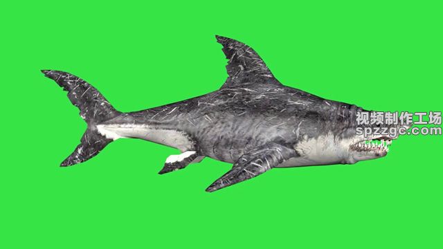 鲨鱼游行张嘴攻击绿屏素材绿幕素材-3