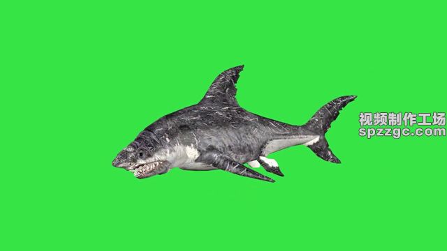 鲨鱼游行张嘴攻击绿屏素材绿幕素材-1