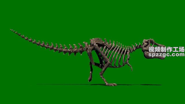 恐龙骷髅骨头行走绿屏素材绿幕素材-1