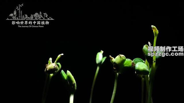 《影响世界的中国植物》背景音乐-3
